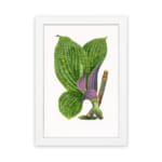 Vintage botanical wall art of green and purple-striped leaves on a white background. hung on the wall