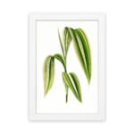 Vintage botanical wall art showing a cluster of long green leaves with cream stripes on a white background. hung on the wall