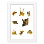 Vintage wall art showing detailed illustrations of deer, wild boar, and forest animals on a white background in natural earthy tones. hung on the wall
