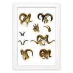 Vintage wall art with detailed ram illustrations in brown, beige, and black, set against a white background, resembling antique natural history prints. hung on the wall