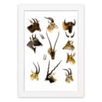 Vintage antelope and deer illustration with detailed wildlife sketches in brown, beige, and black on a white background. hung on the wall