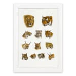 Vintage wild cat illustration featuring lions, tigers, lynxes, and more in a detailed, scientific style on a plain white background. hung on the wall