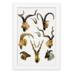 Vintage wall art of antelope and wild goat heads with curved horns in natural tones on a white background. hung on the wall