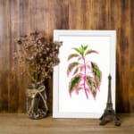 Botanical illustration of pink and green pointed leaves on a white background in vintage art style. displayed on the wall in a white frame