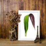 Infidu vintage wall art featuring a unique two-tone leaf with deep purple and rich green hues against a plain white background. displayed on the wall art in a white frame