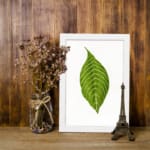 Infidu vintage wall art featuring a single bold green leaf with white veins on a white background displayed on the wall in a white frame
