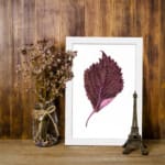 Detailed maroon leaf with pink base on white background, framed in white, vintage botanical wall art. displayed on the wall