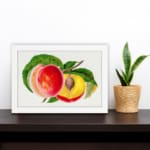 Infidu vintage wall art featuring a classic fruit illustration of a peach, showcasing a whole fruit and a sliced half with a seed, set against a white background with vibrant red, orange, and yellow hues. displayed on the wall art in a white frame