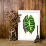 Twin leaf illustration in green and purple on white background, vintage botanical wall art displayed on the wall in a white frame
