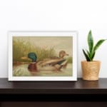 Vintage wall art of a peaceful duck pond scene with two ducks swimming, tall grass in the background, and soft earthy tones for a classic look. displayed on the wall