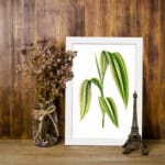 Vintage botanical wall art showing a cluster of long green leaves with cream stripes on a white background. displayed on the wall in a white frame