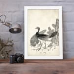 Black-and-white vintage peacock illustration with fine details in a classic artistic style, framed for elegant wall decor. displayed on the wall