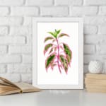 Botanical illustration of pink and green pointed leaves on a white background in vintage art style. displayed on the wall in a white frame