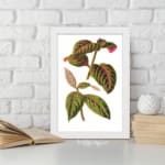 Vintage botanical wall art with green leaves and bright pink veins on a white background. displayed on the wall in a white frame