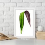 Infidu vintage wall art featuring a unique two-tone leaf with deep purple and rich green hues against a plain white background. displayed on the wall art in a white frame