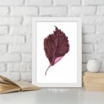 Detailed maroon leaf with pink base on white background, framed in white, vintage botanical wall art. displayed on the wall