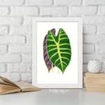 Twin leaf illustration in green and purple on white background, vintage botanical wall art displayed on the wall in a white frame