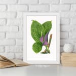 Vintage botanical wall art of green and purple-striped leaves on a white background. displayed on the wall in a white frame