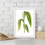 Vintage botanical wall art showing a cluster of long green leaves with cream stripes on a white background. displayed on the wall in a white frame