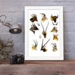 Vintage antelope and deer illustration with detailed wildlife sketches in brown, beige, and black on a white background. displayed on the wall in a white frame