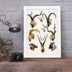 Vintage wall art of antelope and wild goat heads with curved horns in natural tones on a white background. displayed on the wall in a white frame