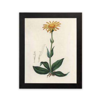 Infidu Botanical Wall Art Yellow Floral Frame – Vintage Wall Decor- Botanical Art - bad01